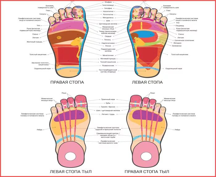 Тайский массаж стоп рефлекторные зоны. Рефлекторные точки на стопе. Рефлекторные зоны на ногах. Проекция органов на стопе. Значение правой ноги