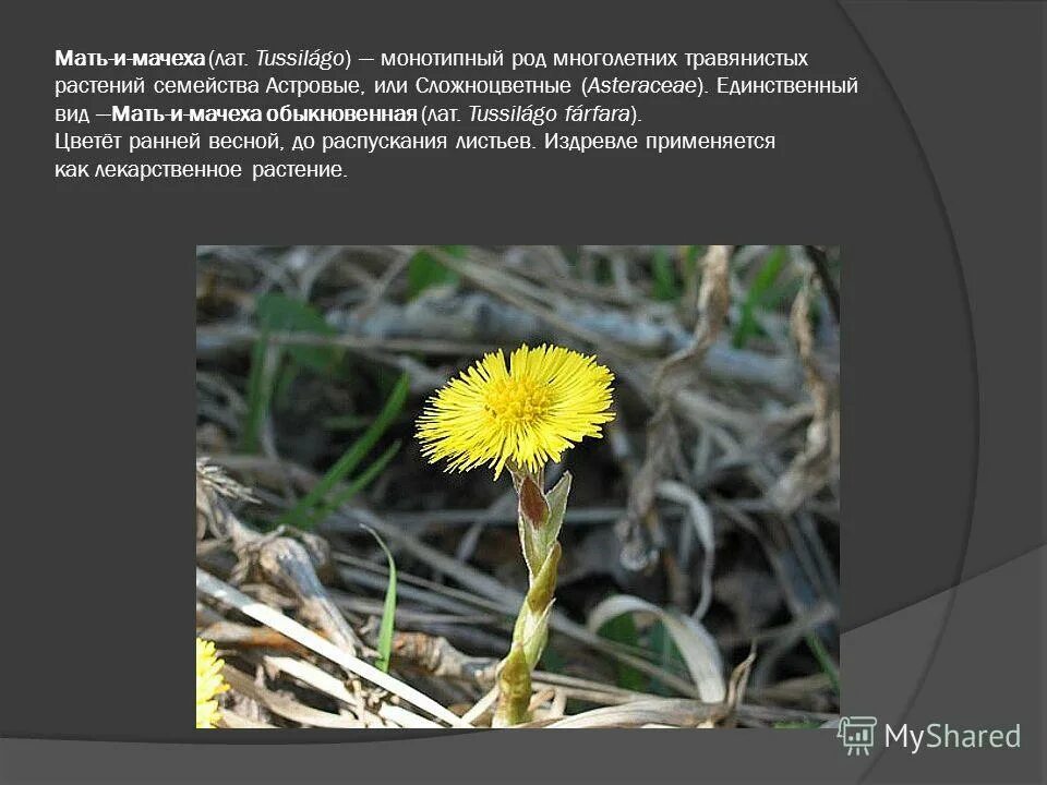 Мать-и-мачеха листья. Как называется мачеха. Как называется мачеха. Мать-и-мачеха растение сложноцветных. Первоцветы мать-и-мачеха.