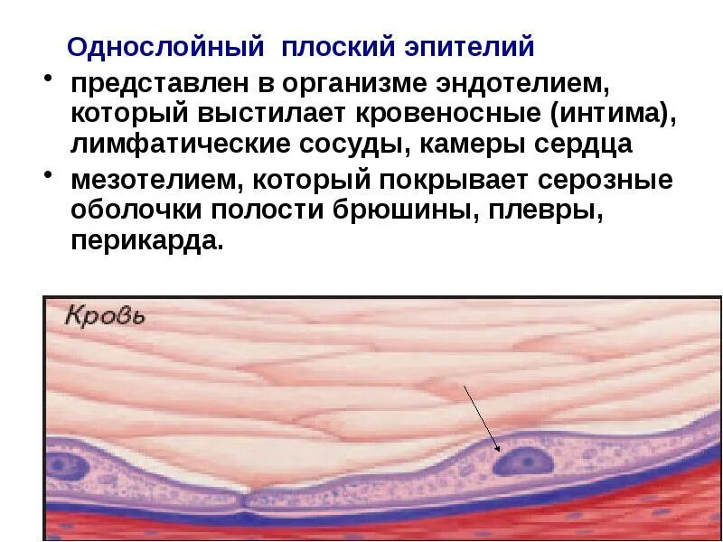 Оболочка выстилающая изнутри
