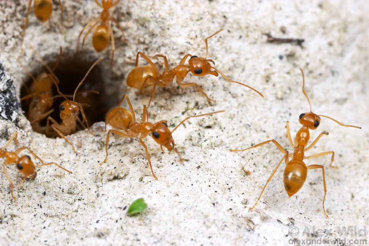 Сахарский муравей. Фараоновые муравьи Муравейник. Муравей Camponotus Gigas. Насекомые пустыни. Наблюдаем за муравьями