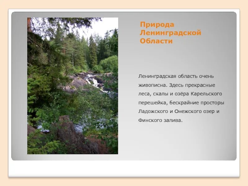 Информация о ленинградской области. Разнообразие природы Ленинградской области. Стихи о Ленинградской области. Природа родного края Ленинградская область. Природа ронго края лененград.