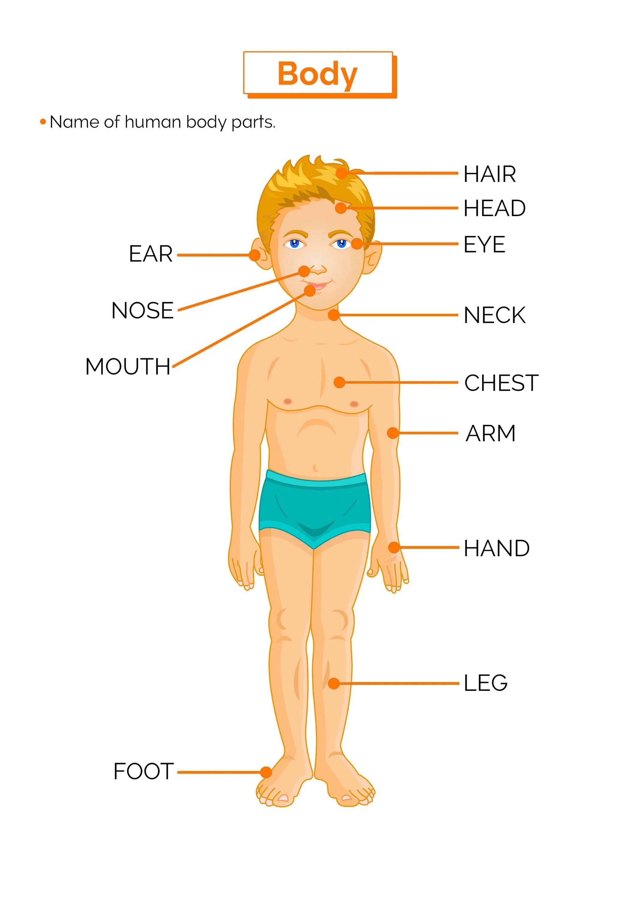 Части тела человека. Части тела на англ. Учим части тела на английском. Части тела на англ для детей. Тема части тела на английском