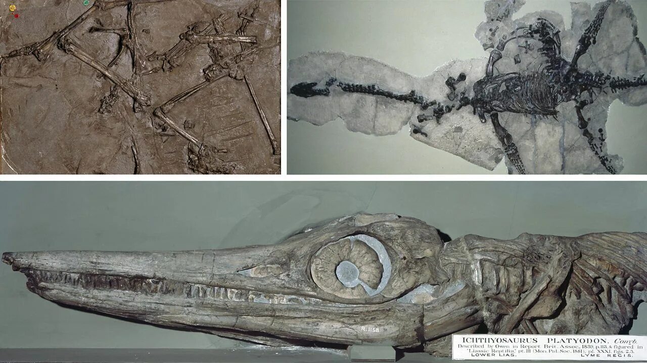 The research team an unusual fossil