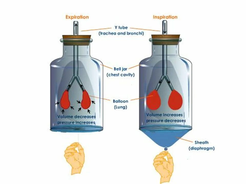 Дондерс модель легких. Механизм вентиляции лёгких модель Дондерса.. Модель Дондерса механизм вдоха и выдоха. Макет легких из бутылки.