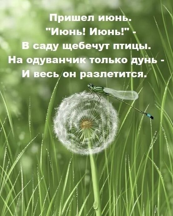 Доброе утро одуванчики. Открытки с одуванчиками. Стихи про июнь. С добрым утром и хорошим днём одуванчики. Жду лета стихи