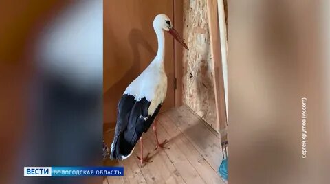 Масса аиста