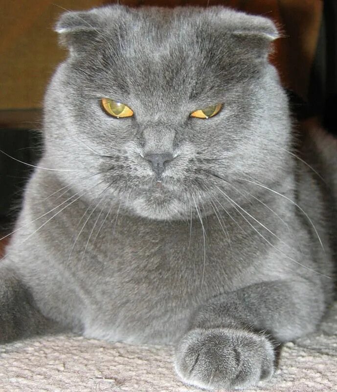 Скоттиш фолд. Шотландская вислоухая кошка злая. Злой шотландский кот. Шотландские кошки злые. Шотландская вислоухая кошка злая.