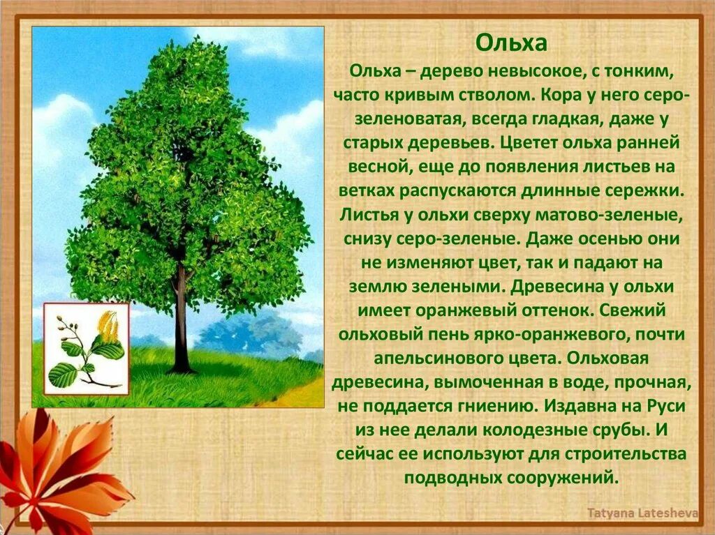 Краткое описание деревьев. Ольха дерево описание. Картинка ольхи с описанием. Сообщение о дереве ольха. Описание дерева красиво