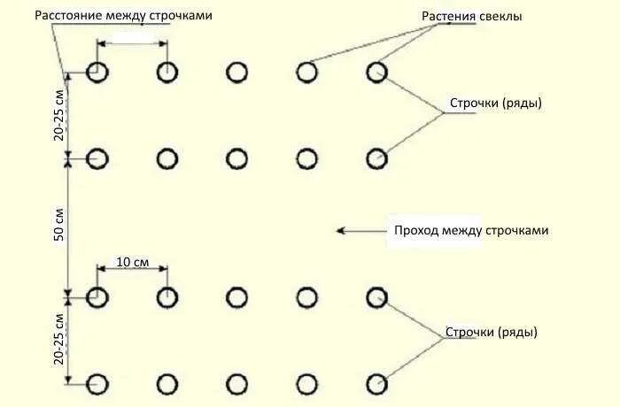 На каком расстоянии сажать свеклу