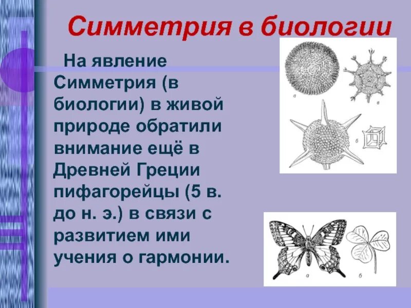 Симметрия (биология). Типы симметрии. Симметрия в живой природе. Симметрия в природе (биологии). Тип симметрии мыши