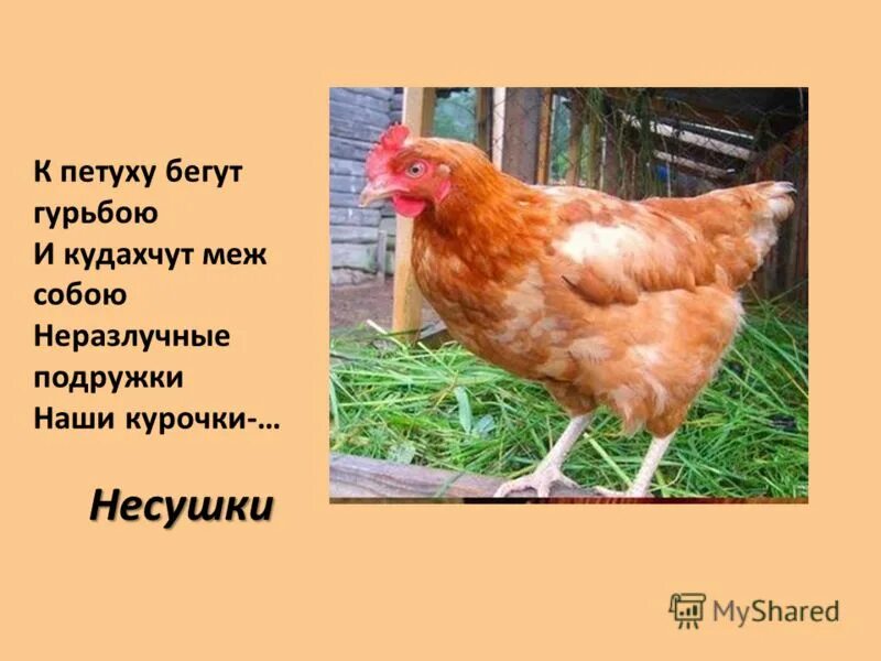 Купить кур несушек в ярославской области