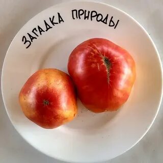 Томат загадка природы