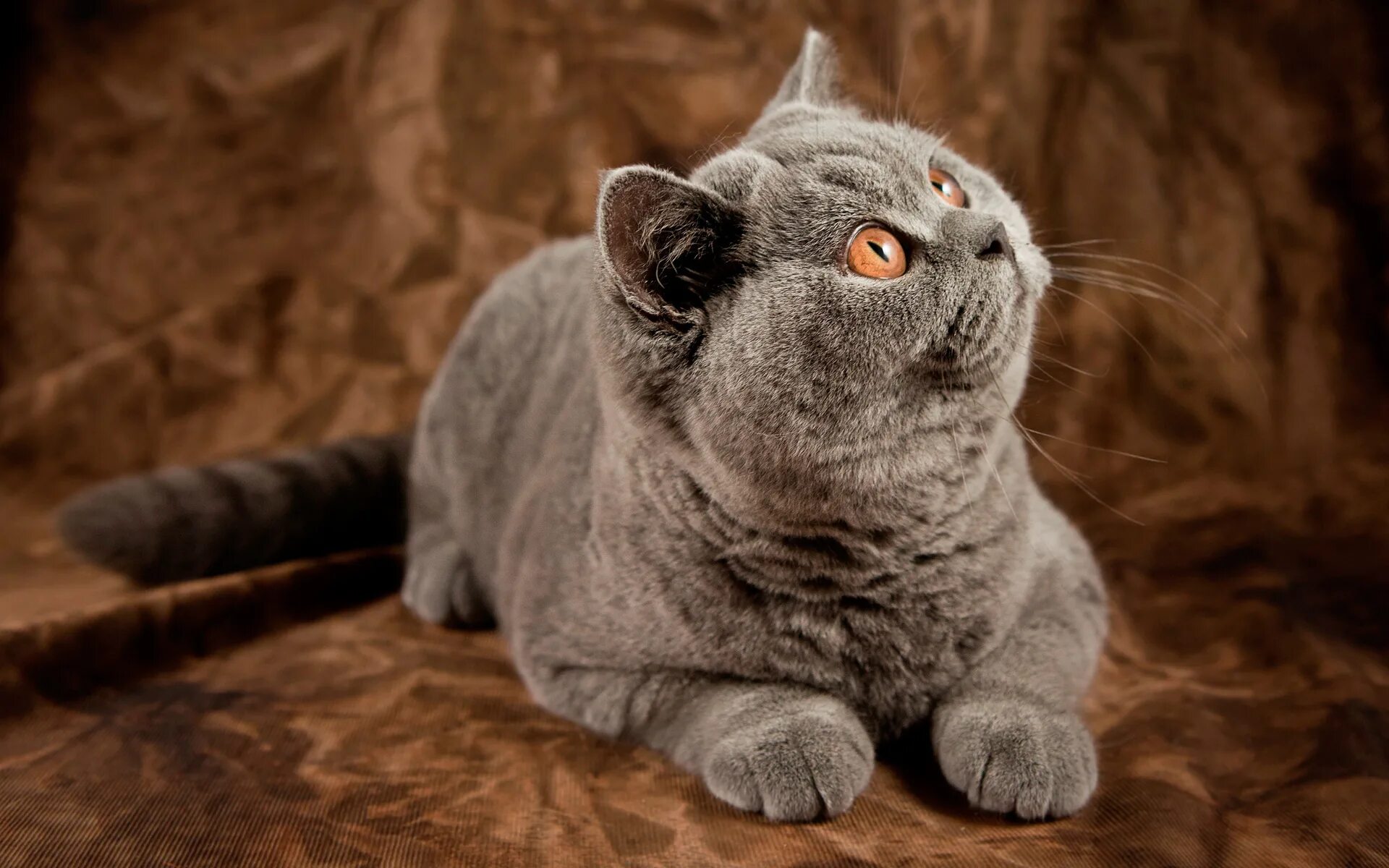 Britain cats. Британец кошка. Британская короткошёрстная british shorthair. Британский короткошерстный кот толстый. Британский гладкошерстный кот.