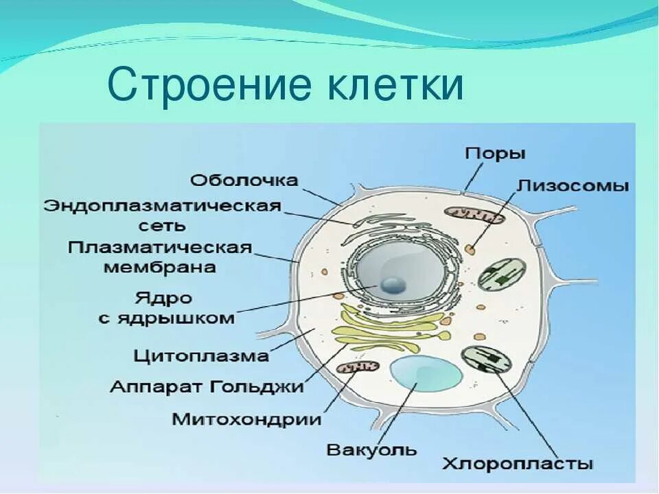 Структура живой клетки. Основные части клетки анатомия. Основные части клетки схема. Строение растительной и животной клетки 9 класс. Цитоплазма значение этой структуры в жизнедеятельности клетки