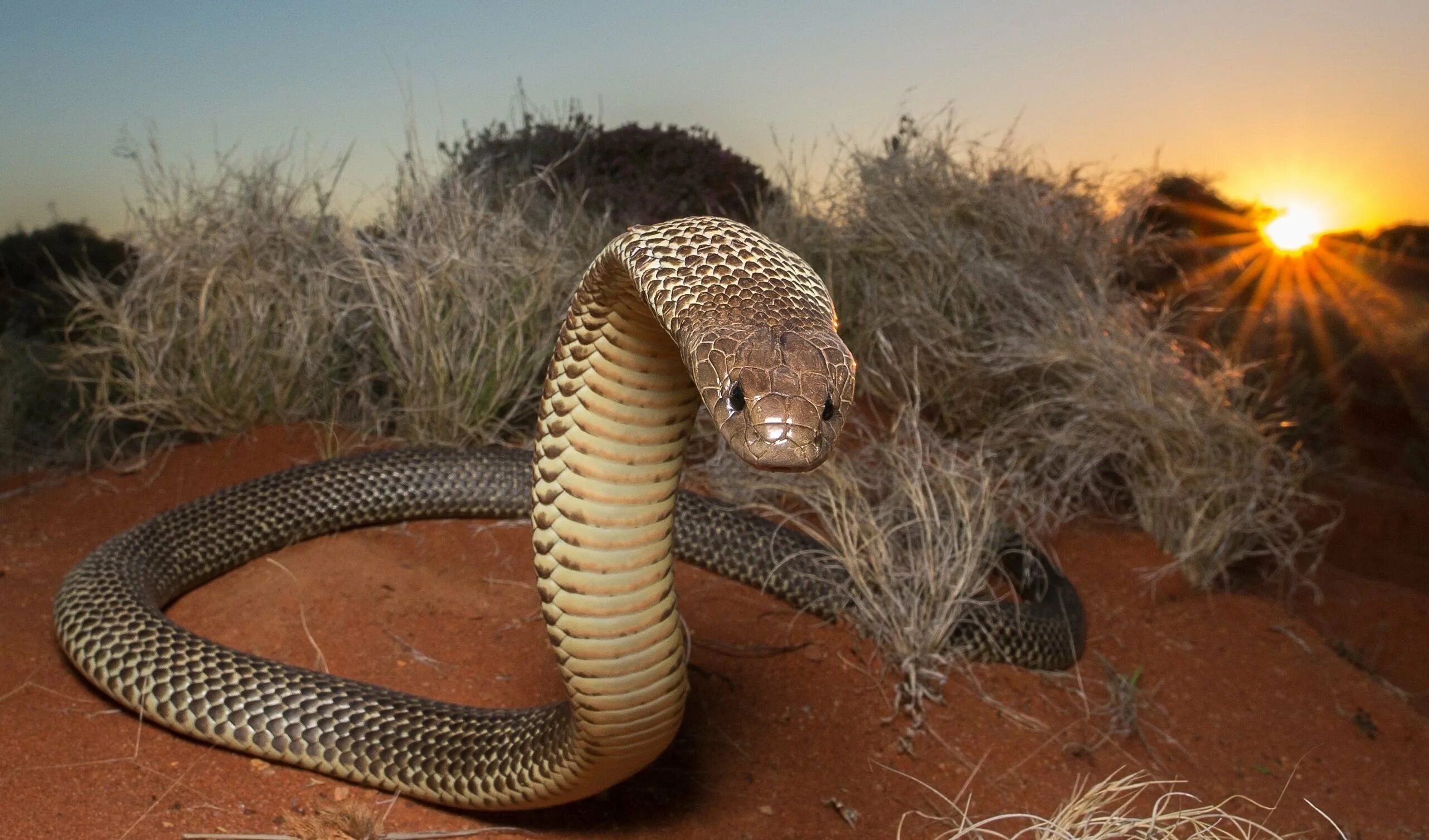 Snakes are dangerous. Мульга змея. Египетская пустынная Кобра. Тайпан змея Австралии. Королевский Брэм змея Австралия.