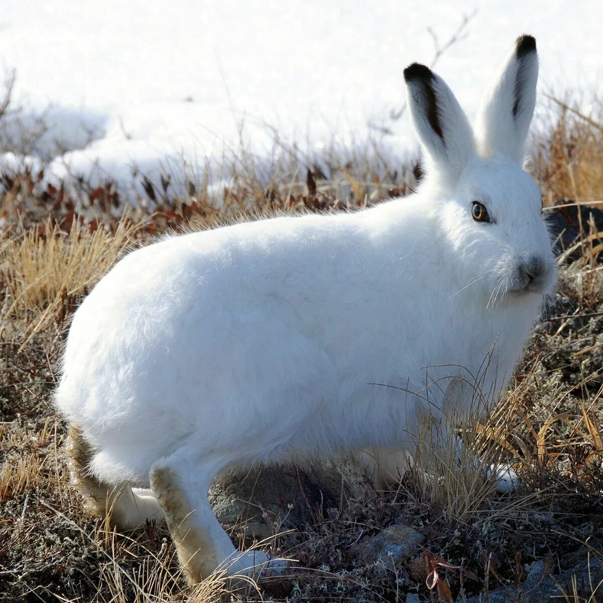 Арктический заяц беляк. Арктический беляк полярный заяц. Арктический беляк. Животные арктики заяц беляк. Арктический беляк в тайге.