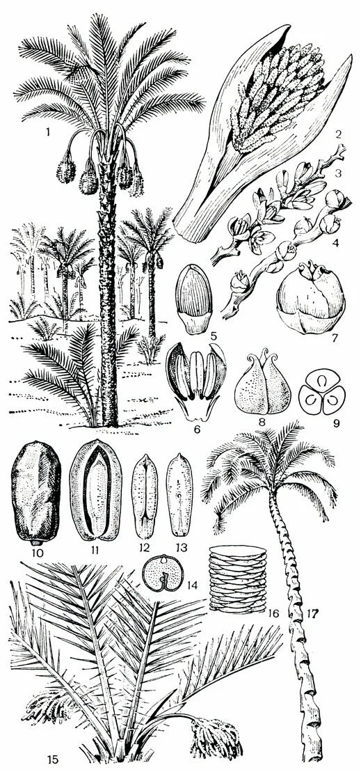 финиковая пальма однодольное или. однодольные растения пальма. однодольные растения пальма. однодольные растения пальма. строение плода кокосовой пальмы.