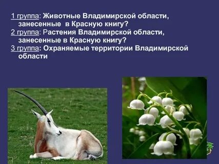 Владимирская красная книга