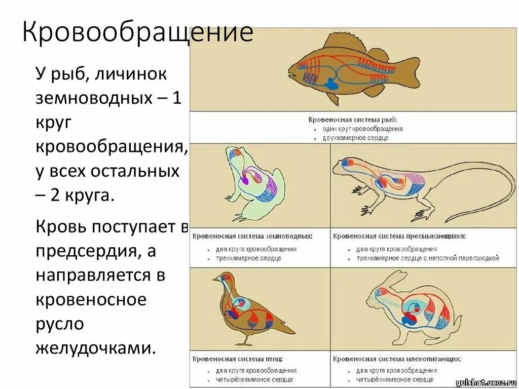 Животное имеет один круг кровообращения