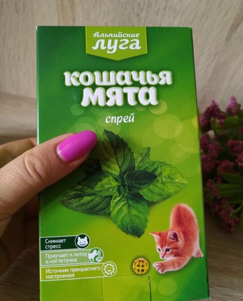 Мята для кошек купить. Кошачья мята. Кошачья мята в аптеке. Коша́чья мята. Семена кошачьей мяты.