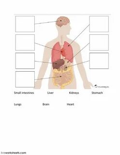 Organs parts of body
