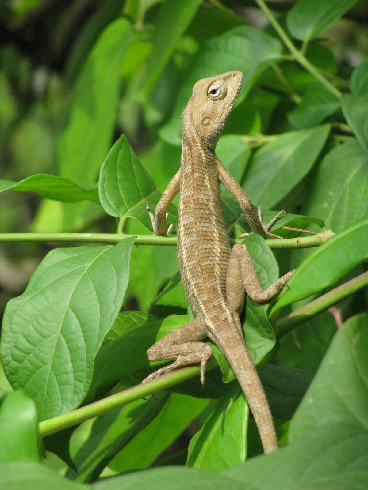 Небольшая ящерица. Карликовый геккон (Sphaerodactylus ariasae). Обыкновенная агама. Калот версиколор. Калот-кровосос.