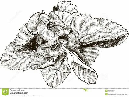 Hand Drawing Begonia Flowers Stock Vector - Illustration of flower.