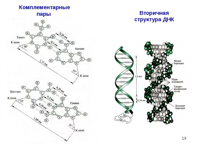 Первичная структура молекулы ДНК. Первичная вторичная и третичная структура ДНК. Третичная структура ДНК строение. 2) Первичная структура ДНК.