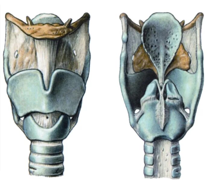 Хрящевое строение гортани. Черпаловидный хрящ анатомия. Черпаловидный хрящ гортани анатомия. Непарные хрящи гортани анатомия. Перстневидный хрящ анатомия гортани.
