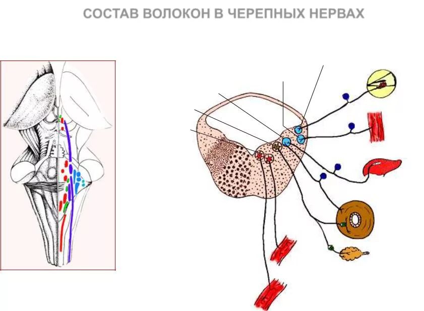 Чувствительные ядра двигательные ядра. Двигательные ядра ромбовидной ямки. Вегетативные ядра черепных нервов. Чувствительные ядра черепных.