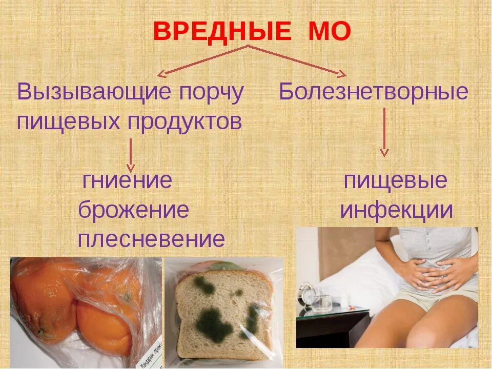 Болезнетворная бактерия 7. Микроорганизмы вызывающие порчу продуктов. Бактерии вызывают порчу продуктов. Микробы вызывающие порчу пищевых продуктов. Порча пищевых продуктов микробиология.