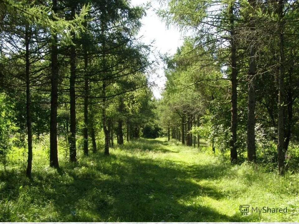 проектирование защитных лесов. лесополосы в степи. проектирование защитных лесов. агроландшафт белгородчины. резервный лес.