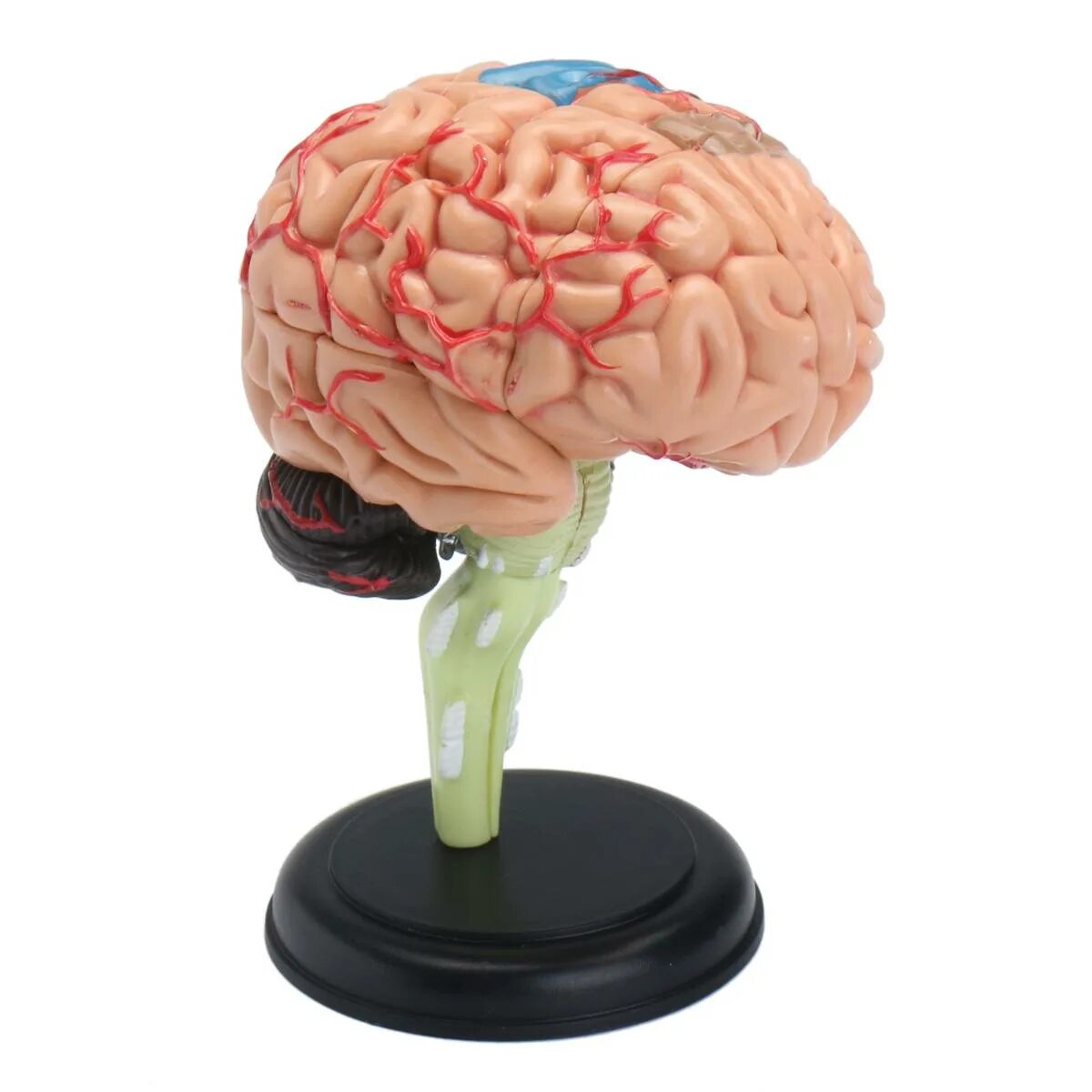 Brain model. Модель мозга. Муляж мозга. Мозг человека муляж. Мозг фигурка.