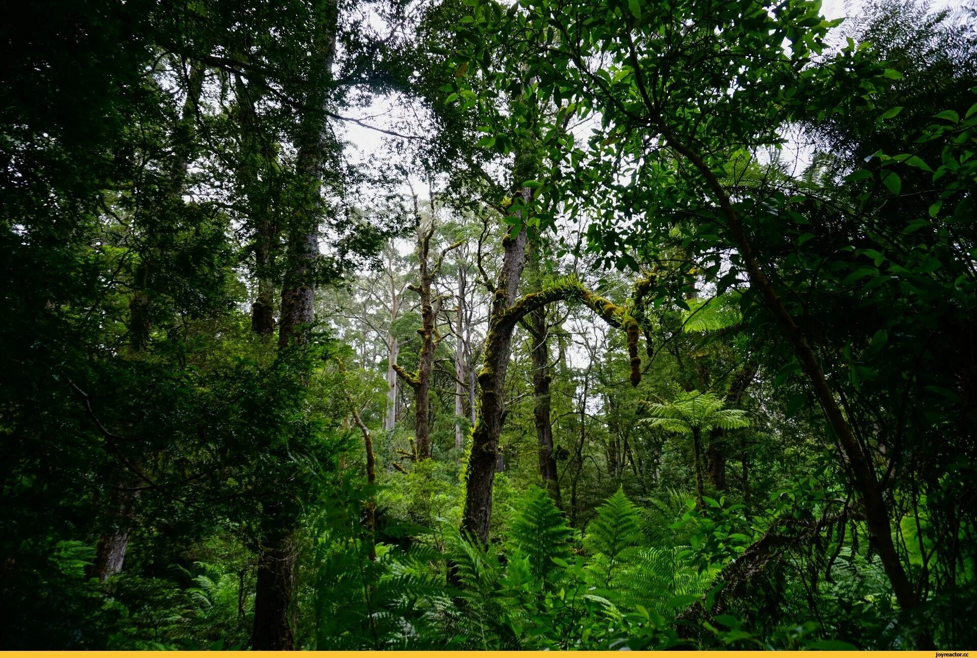 труднопроходимый хвойный лес. лиановые хвойно-широколиственные леса. вечнозеленые субтропические леса аргентина. муссонные леса северной америки. вечнозеленые леса страны.