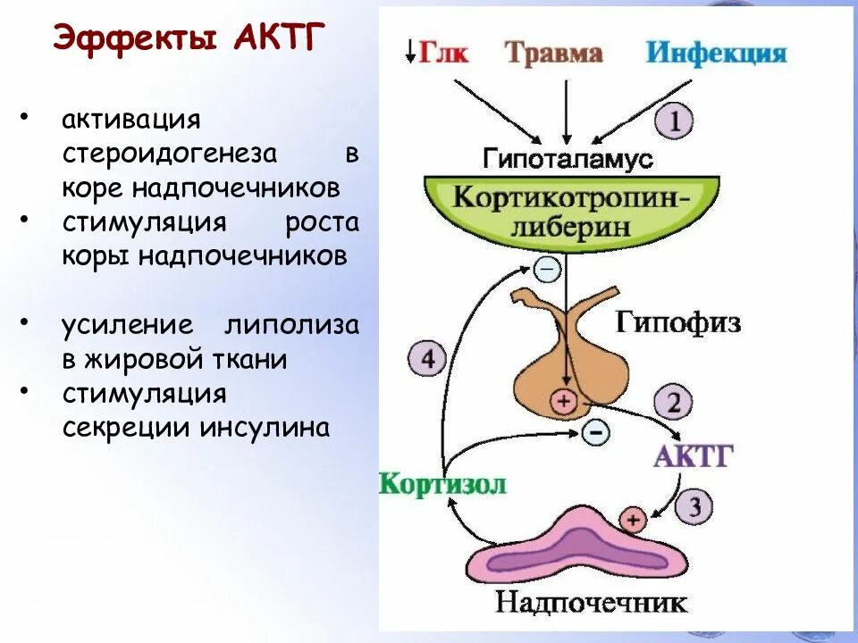 Адренокортикотропный гормон механизм действия. Схему гипоталамо-гипофизарной регуляции секреции кортизола.