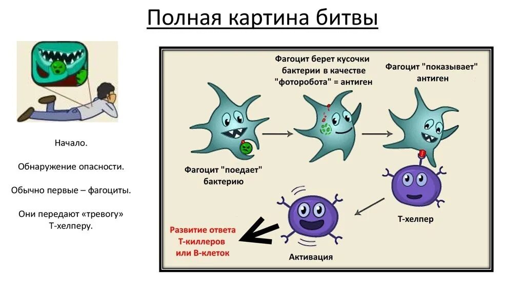 Иммунитет работает против. Лейкоциты фагоциты и лимфоциты. лимфоциты фагоцитоз. иммунитет против вирусов. фагоциты в организме человека.