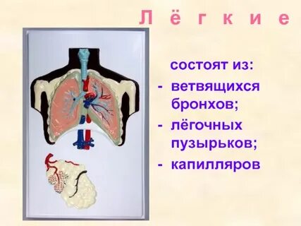 Какой орган дыхательной системы состоит из пузырьков