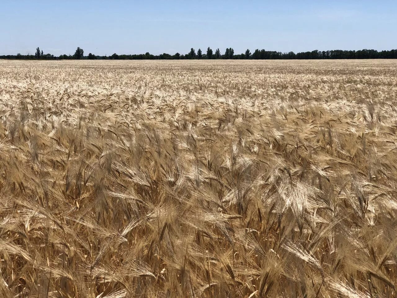 Field processing. Кубанские поля Краснодар. Кущение озимого ячменя. Краснодарский край поля пшеницы. Поле озимого ячменя.