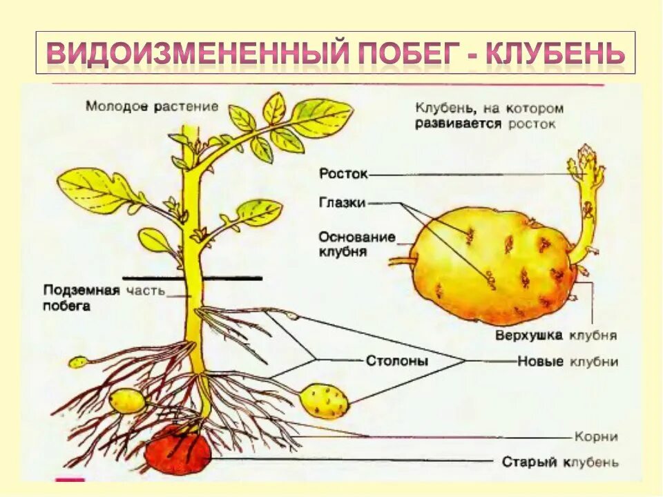 У картофеля образуются укороченные подземные побеги округлой. Видоизменённые побеги клубень картофеля. Клубень картофеля это видоизмененный побег строение. Строение клубня картофеля биология 6. Столоны клубни картофеля 6 класс биология.