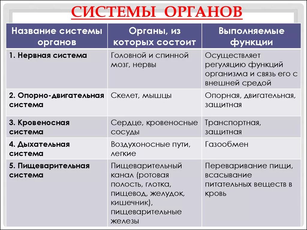 Таблица система органов органы функции 6 класс. Таблица по биологии 8 класс система органов органы функции. Таблица биология 7 класс система органов органы строение и функции. Таблица по биологии название системы органы и функции.