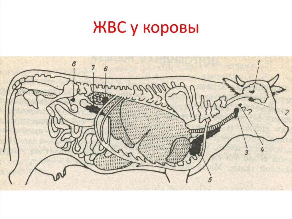 Внутренние органы коровы. Железы внутренней секреции крс. эндокринные железы коровы. железы внутренней секреции коровы. расположение желез внутренней секреции крупного рогатого скота.