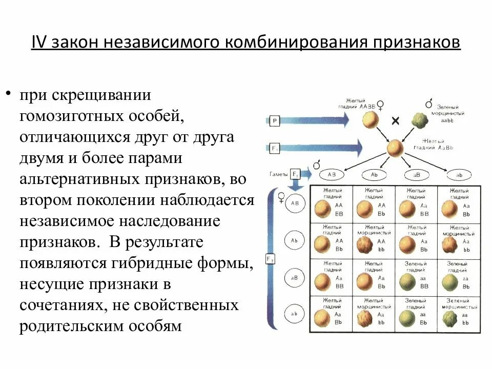 Скрещивание особей отличающихся друг от друга. Закономерности наследования признаков. Основные закономерности наследования признаков. Закон независимого комбинирования признаков. Наследование альтернативных признаков.