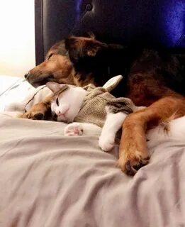 Night dogs