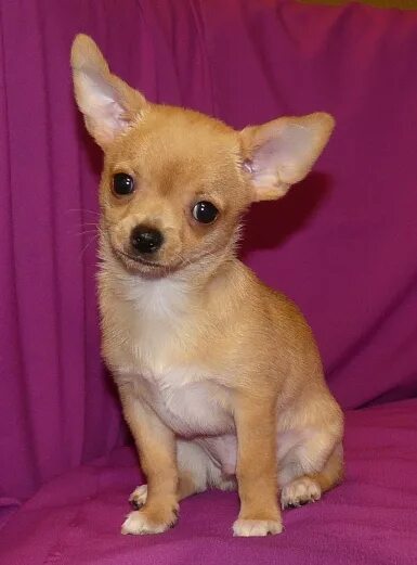 Чихуа пермь. Чихуахуа волгодонск. Чихуахуа пермь. Чихуахуа пермь. Чихуахуа купить в перми.