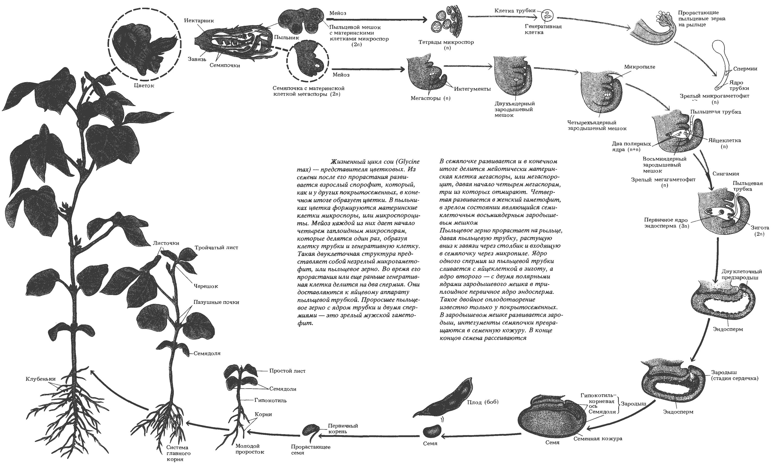 Жизненный цикл покрытосеменных растений схема. Жизненный цикл цветковых растений схема. Цикл развития покрытосеменных. Цикл развития покрытосеменных растений схема.