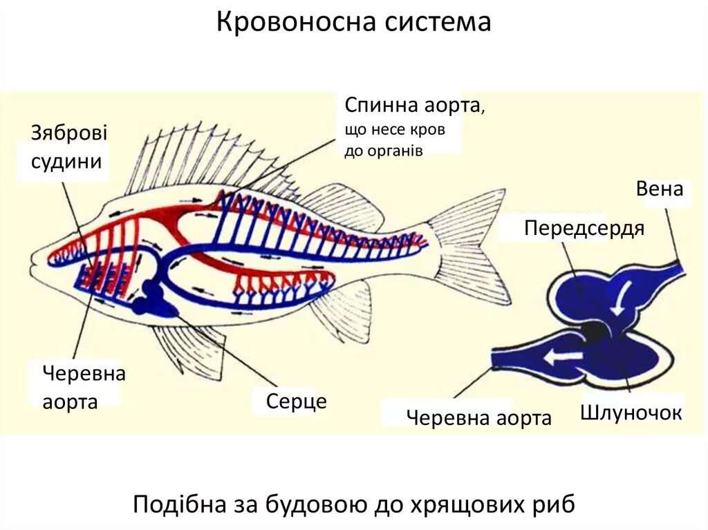 Кровеносная система рыб 7 класс биология. Кровеносная система костных рыб схема. Схема строения кровеносной системы рыб. Кровеносная и дыхательная система костной рыбы. Особенности кровообращения рыб