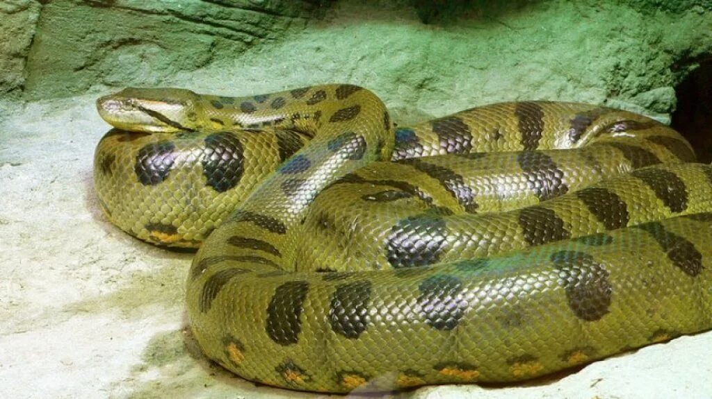 Змеи Анаконда. Змея зеленая Анаконда. Анаконда eunectes beniensis. Зеленая Анаконда (eunectes murinus).