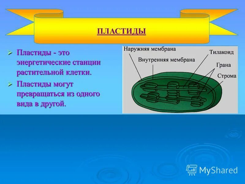 энергетическая станция клетки 11 букв