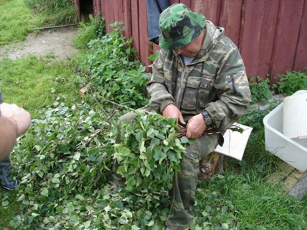 Заготавливаем березовые веники