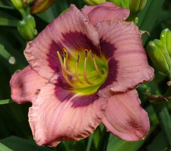 Always afternoon. лилейник олвейз афтернун. Always afternoon. лилейник гибридный олвейз афтенун. лилейник олвейс либерти.